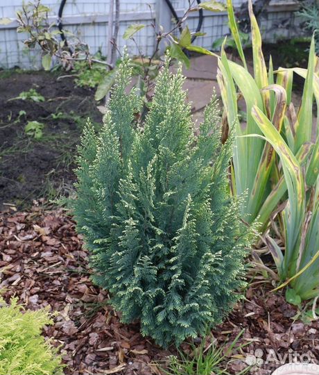 Саженцы ежевики, малины, крыжовника и др