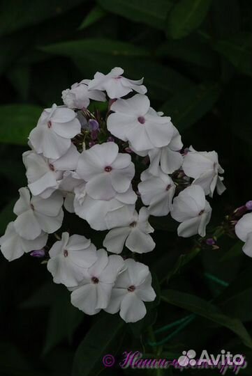 Флоксы разных сортов