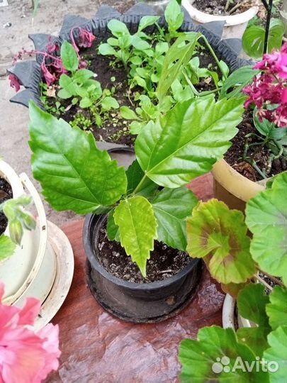 Комнатные цветы разные