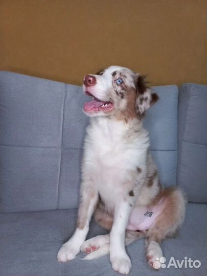 Бордер Колли девочка