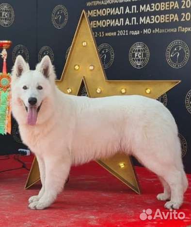 Щенки белой швейцарской овчарки