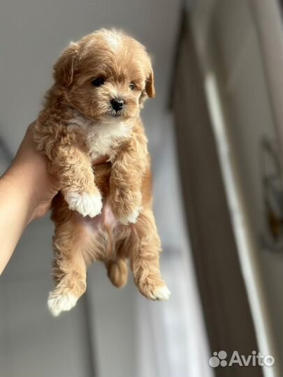Mani maltipoo mini мальчик эксклюзив