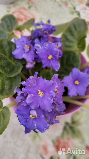 Глоксиния и др.комнатные