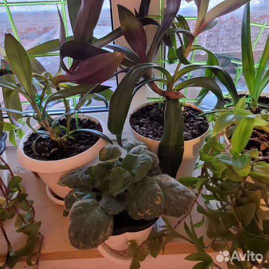 Продам цветы комнатные