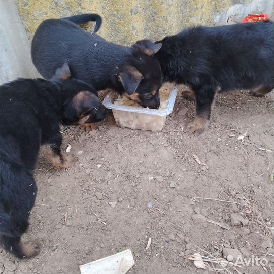 Отдам в добрые руки