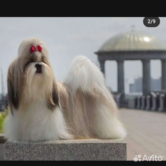 Ши-тцу вязка