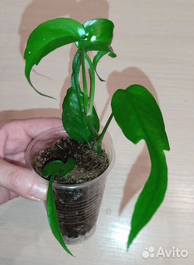 Сциндапсус, Эпипремнумы (2)