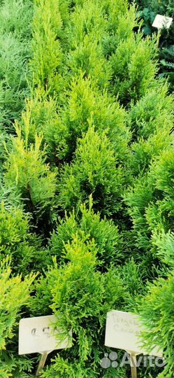 Туя голден смарагд