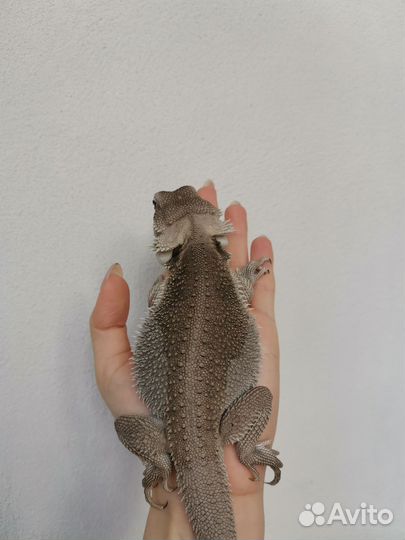 Бородатая агама