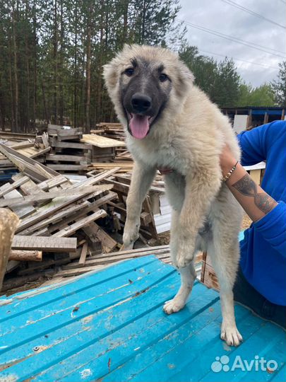 Щенок в добрые руки