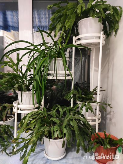 Комнатные цветы