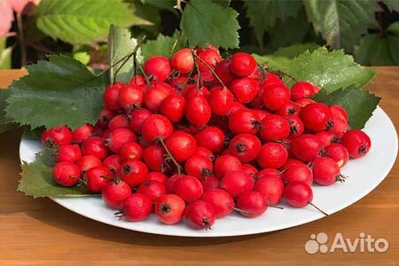 Боярышник плоды