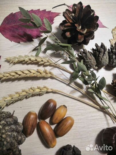 Набор из природных материалов