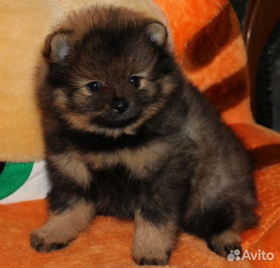 Девочки и мальчики разных окрасов