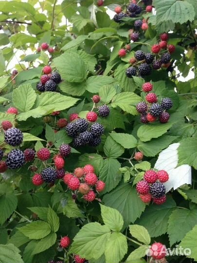 Малина разные сорта