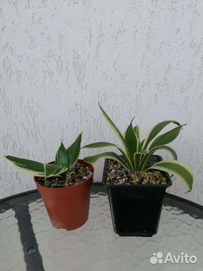 Сансевиерия ханни Крео