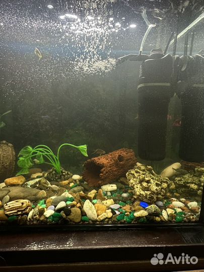 Аквариум и аквариумные рыбки