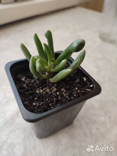 Красула толстянка