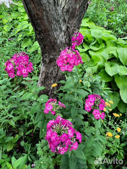 Флоксы многолетние