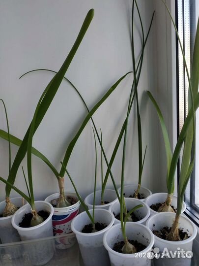 Листья Лука индийского