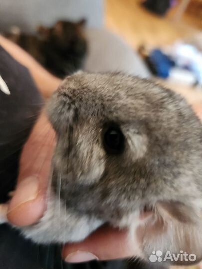 Самец шиншиллы