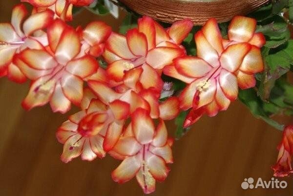 Эпифиллумы шлюмбергеры рипсалидопсисы аламанда