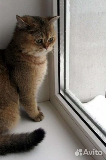 Ремонт пластиковых окон. Москитные сетки