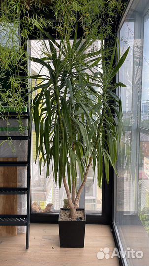 Пальма юкка высота более 2м