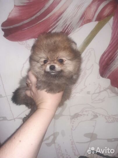 Мишки малышки