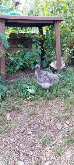 Шёлковые Китайские цыплята