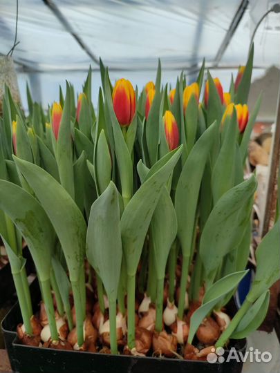 Тюльпаны оптом 2024