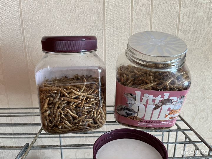 Мучной червь