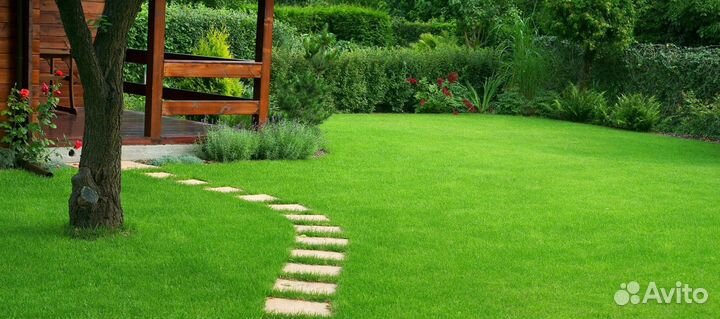 Газон многолетний для участка