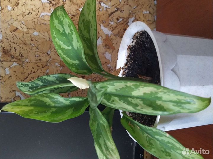 Цветок в горшке