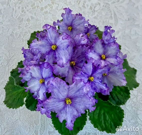 Фиалка детки