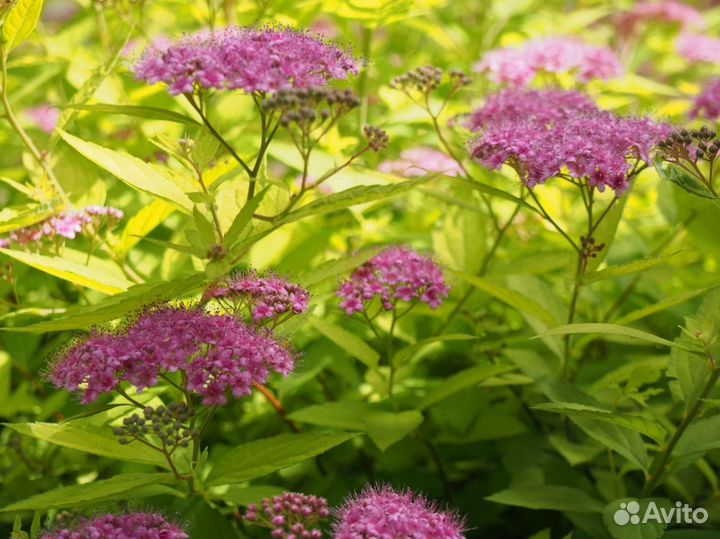 Спирея японская