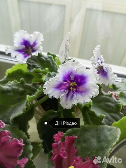 Сортовые фиалки