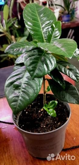 Гардения жасминовидная