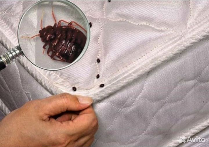 Дезинфекция Уничтожение тараканов