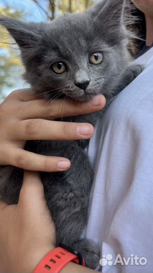 Котята в добрые руки бесплатно
