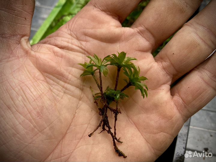 Живой мох, микс из разных видов