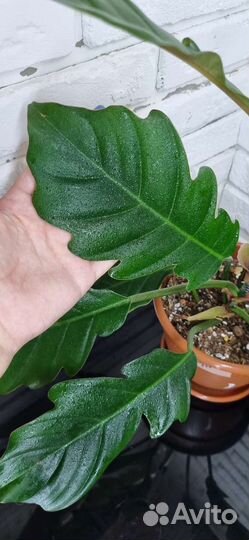 Филодендрон Плуто