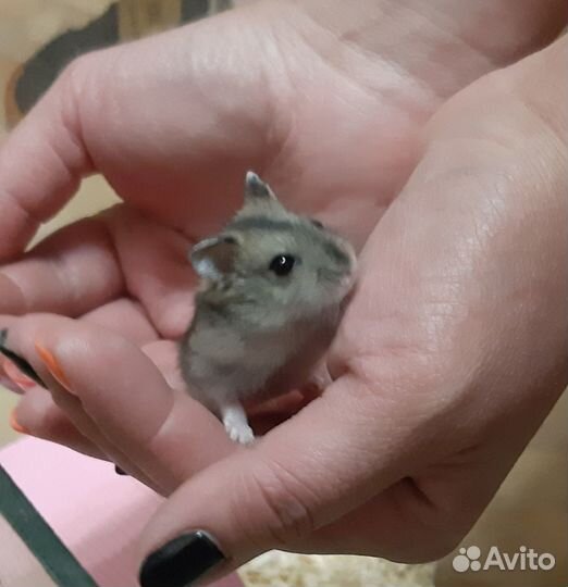 Джунгарский хомяк