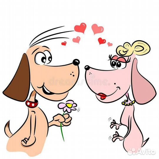 Инструктор по вязке собак