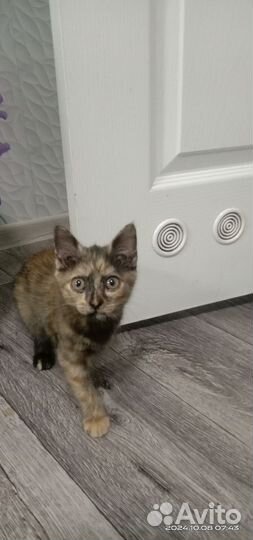 Отдам кошечку