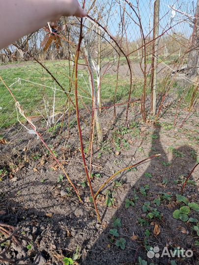 Саженцы домашней ежевики