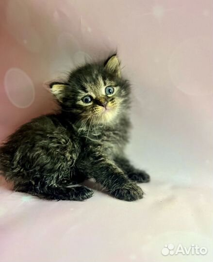 Котята девочки в добрые руки