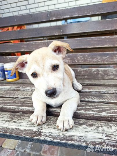Щенки в добрые руки