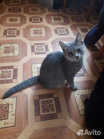 Кошка, котик в дар
