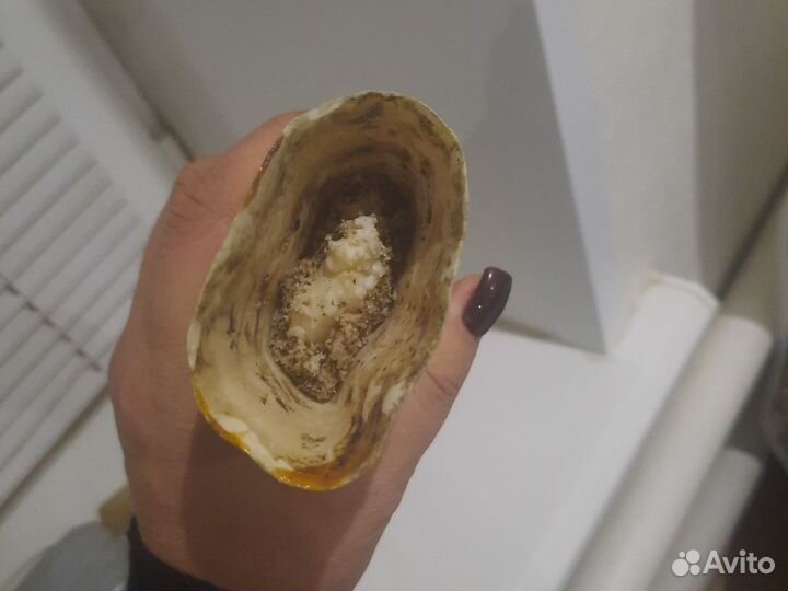 Бивень моржа(имитация)